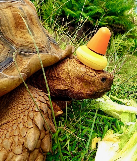 Squirtel Oure Tortoise